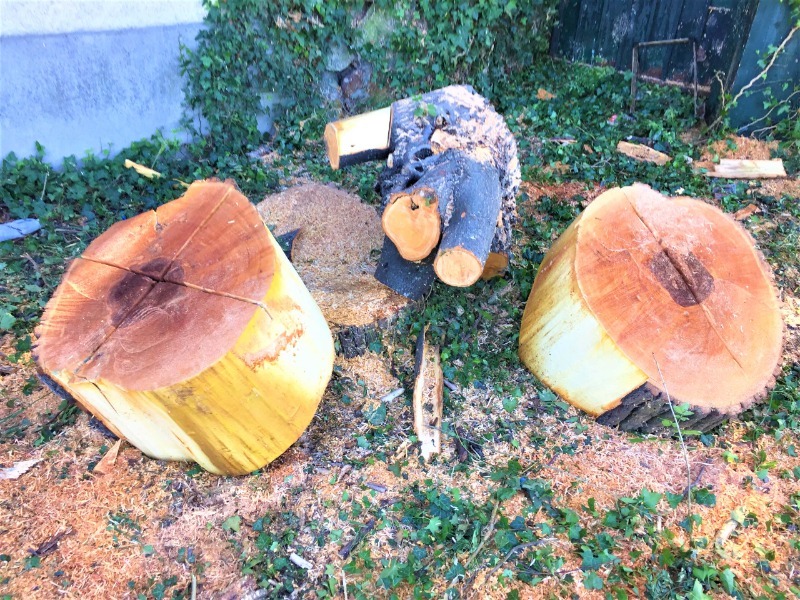 Abattage d'arbre pour fouille arch&eacute;ologique